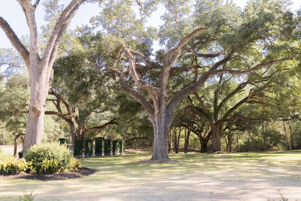 Gorgeous oak trees at Oak Hill Estate