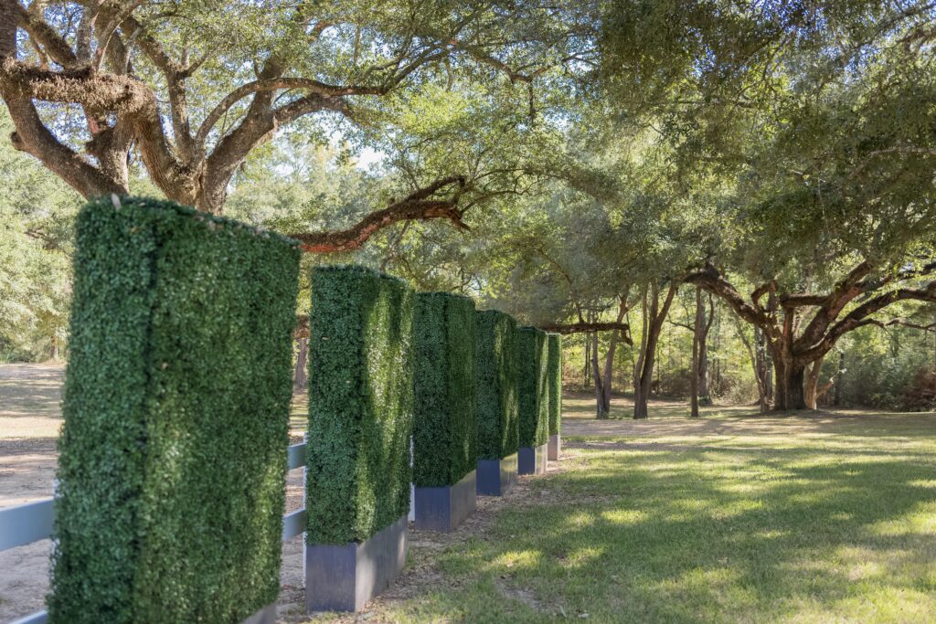 Oak trees and greenery in a beautiful outdoor setting