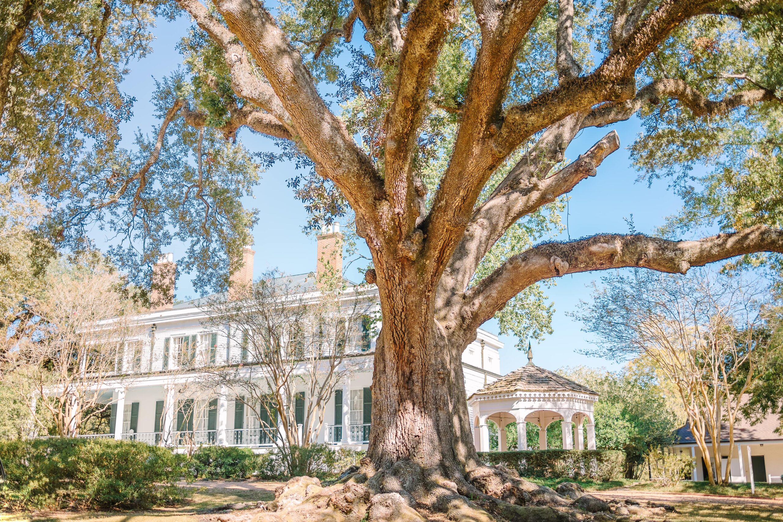 Massive, stately oak tree in front of a large, white, two story house at Brandon Hall Plantation